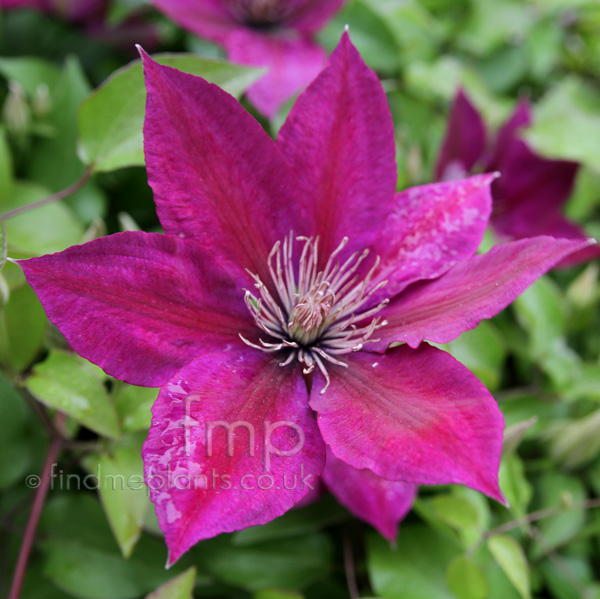 Big Photo of Clematis X Triternata, Flower Close-up