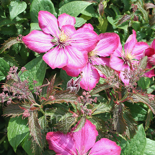 Big Photo of Clematis Ville De Lyon