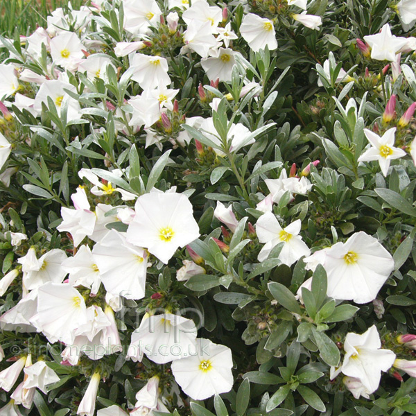 Big Photo of Convolvulus Cneorum, Flower Close-up