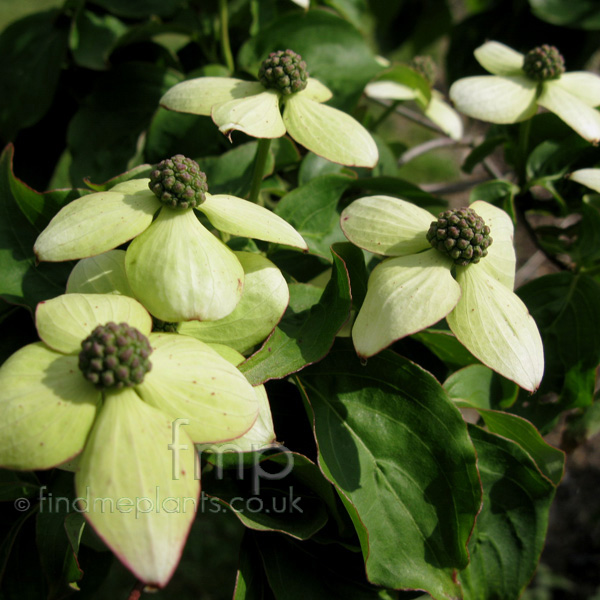 Big Photo of , Flower Close-up