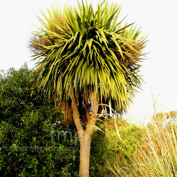 Big Photo of Cordyline Australis