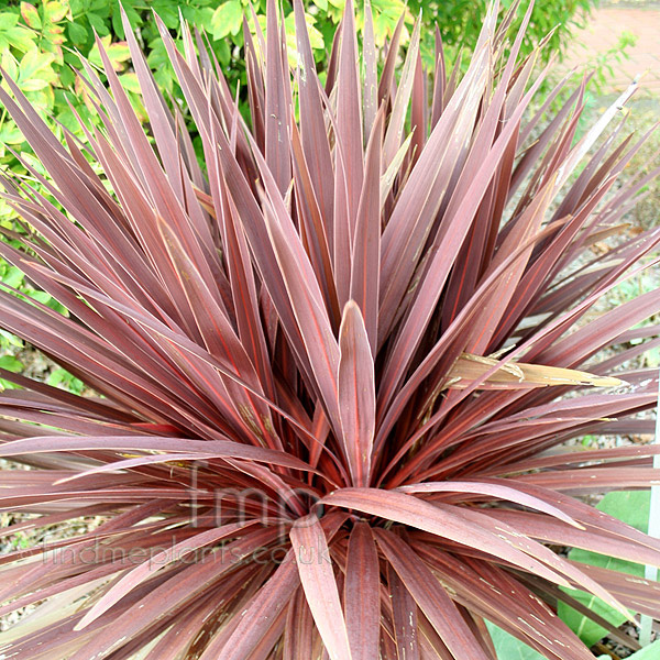 Big Photo of Cordyline Australis