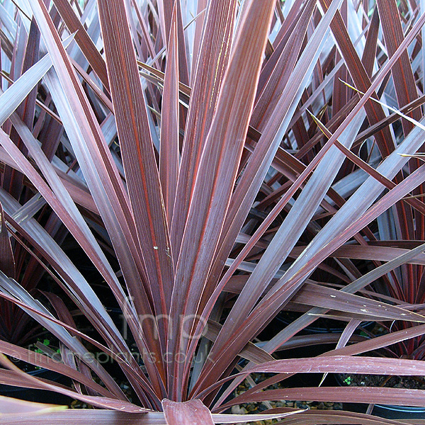 Big Photo of Cordyline 