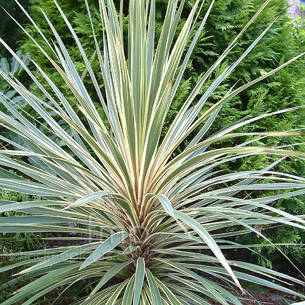 Big Photo of Cordyline Australis