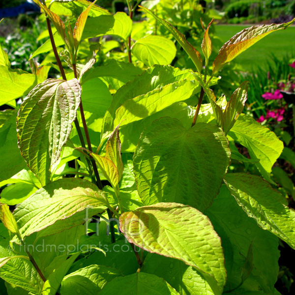 Big Photo of Cornus Alba, Flower Close-up