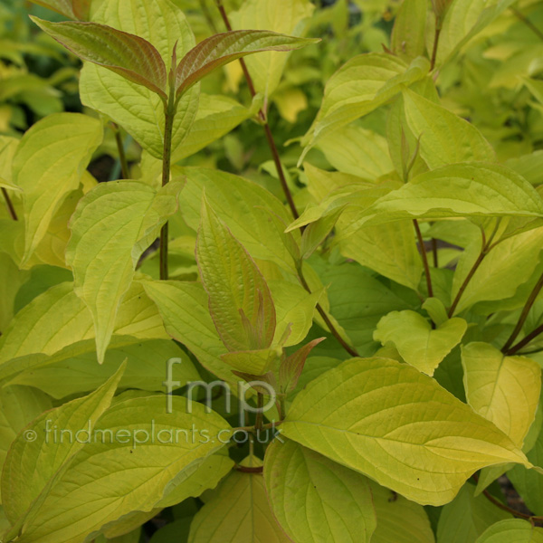 Big Photo of Cornus Alba, Leaf Close-up