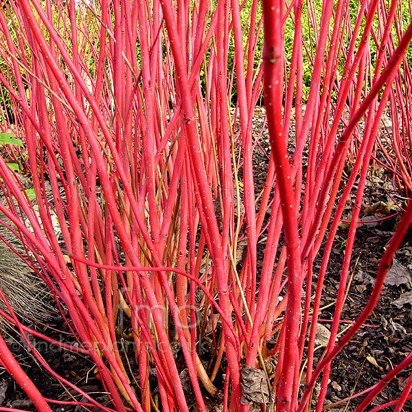 Big Photo of Cornus Alba