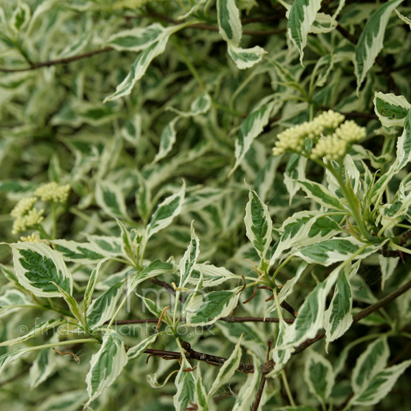 Big Photo of Cornus Alternifolia, Leaf Close-up