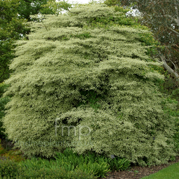Big Photo of Cornus Alternifolia
