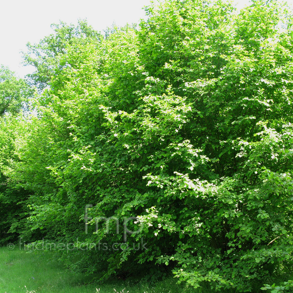 Big Photo of Corylus Avellana