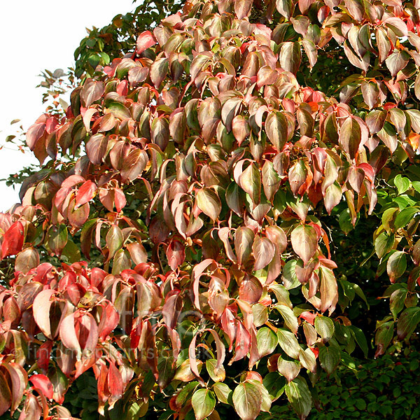 Big Photo of Cornus Kousa