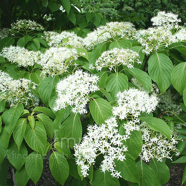 Big Photo of Cornus Controversa