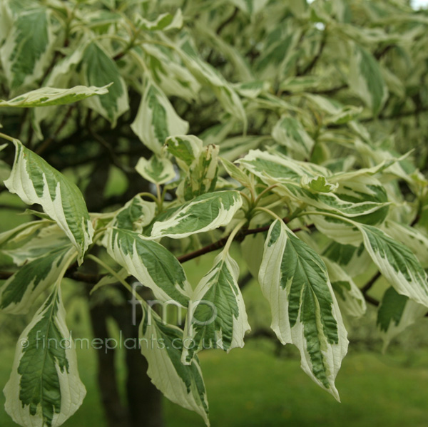 Big Photo of Cornus Controversa