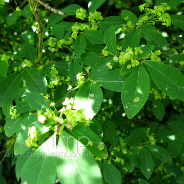 Big Photo of Cornus Elata, Leaf Close-up