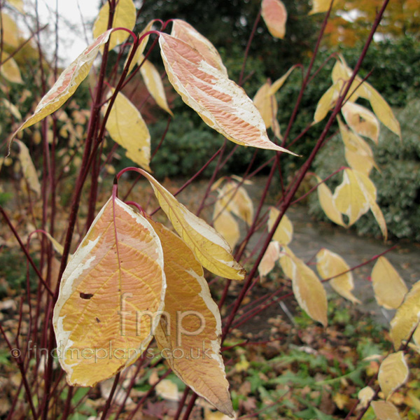 Big Photo of Cornus Alba