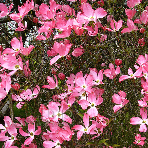 Big Photo of Cornus Florida