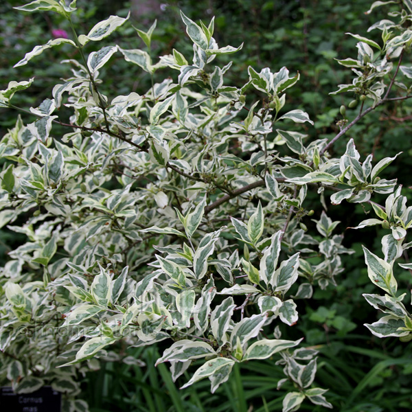 Big Photo of Cornus Mas