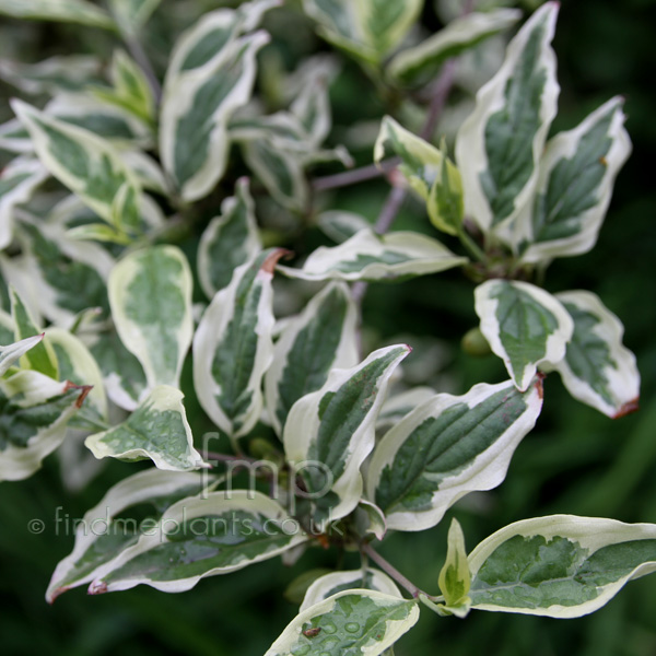 Big Photo of Cornus Mas, Leaf Close-up