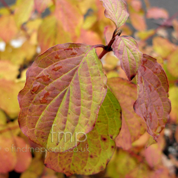 Big Photo of Cornus Sanguinea