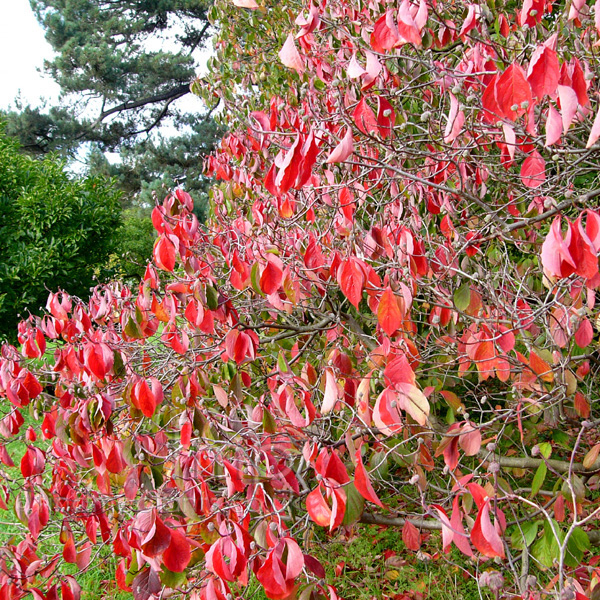 Big Photo of Cornus 