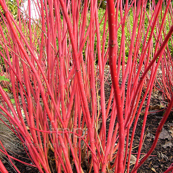 Big Photo of Cornus Alba