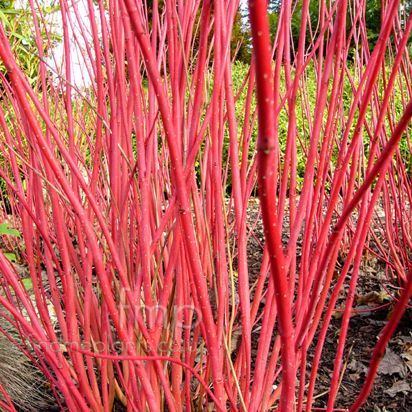 Big Photo of Cornus Alba