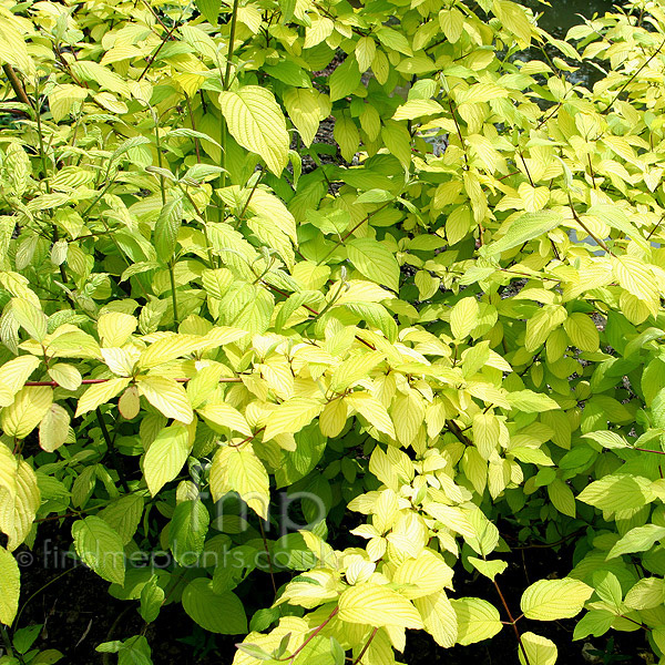 Big Photo of Cornus Sericea