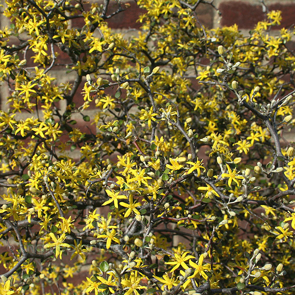 Big Photo of Corokia Cotoneaster