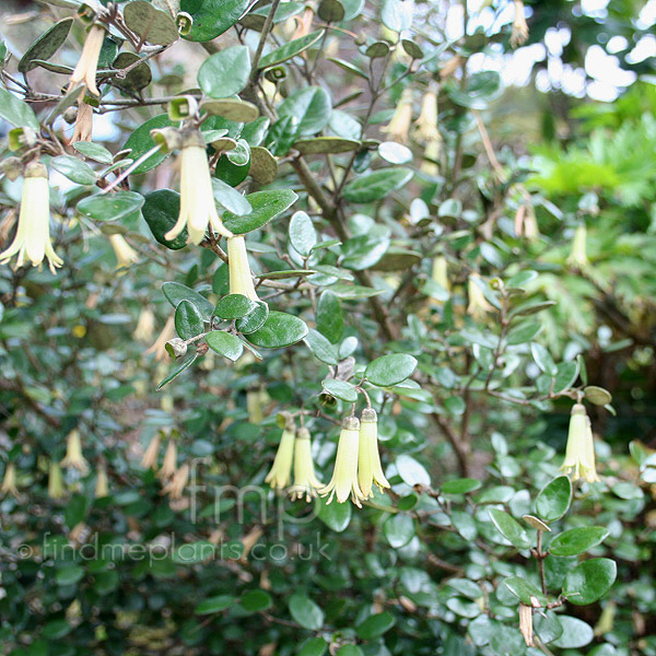 Big Photo of Correa Beuvronensis