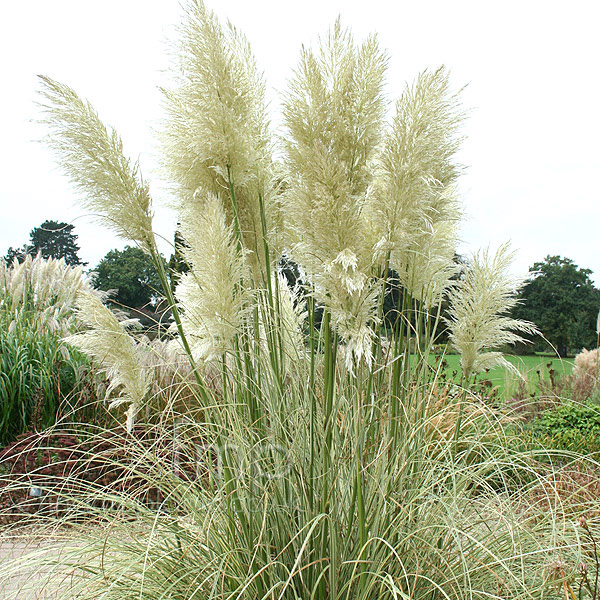 Big Photo of Cortaderia Selloana