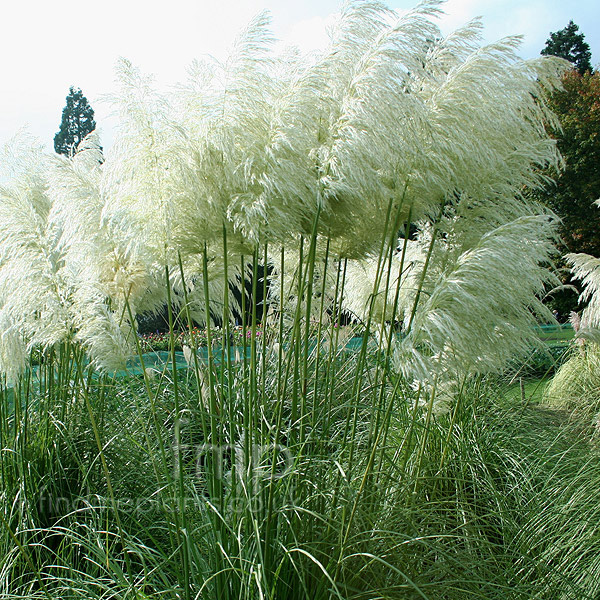 Big Photo of Cortaderia Selloana