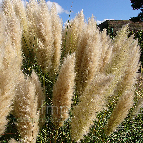 Big Photo of Cortaderia Selloana