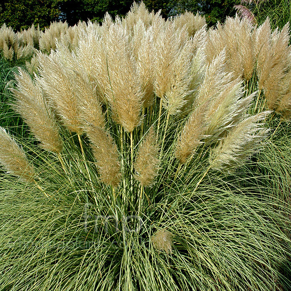 Big Photo of Cortaderia Selloana