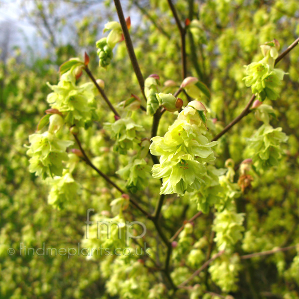 Big Photo of Corylopsis Glabrescens