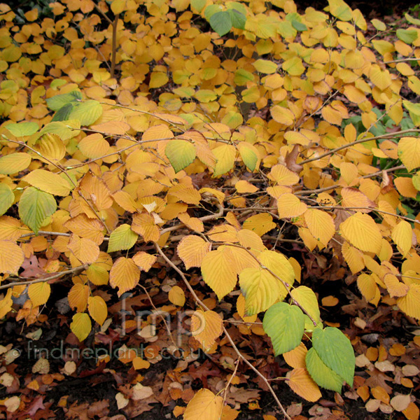 Big Photo of Corylopsis Glabrescens