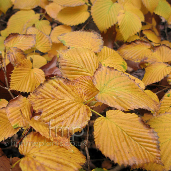 Big Photo of Corylopsis Glabrescens