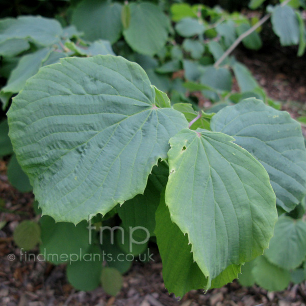 Big Photo of Corylopsis Glabrescens