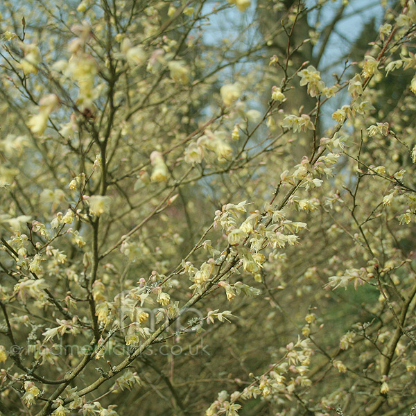 Big Photo of Corylopsis Pauciflora