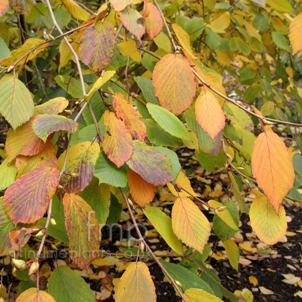 Big Photo of Corylopsis Sinensis