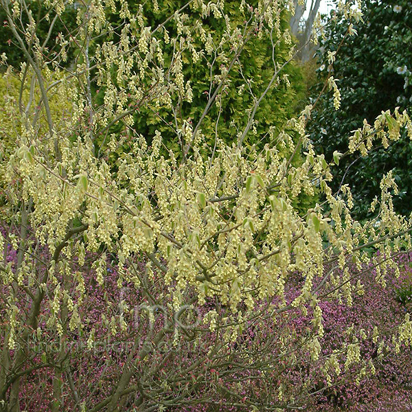 Big Photo of Corylopsis Spicata