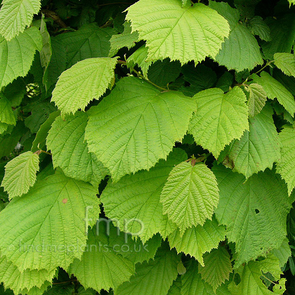 Big Photo of Corylus Avellana