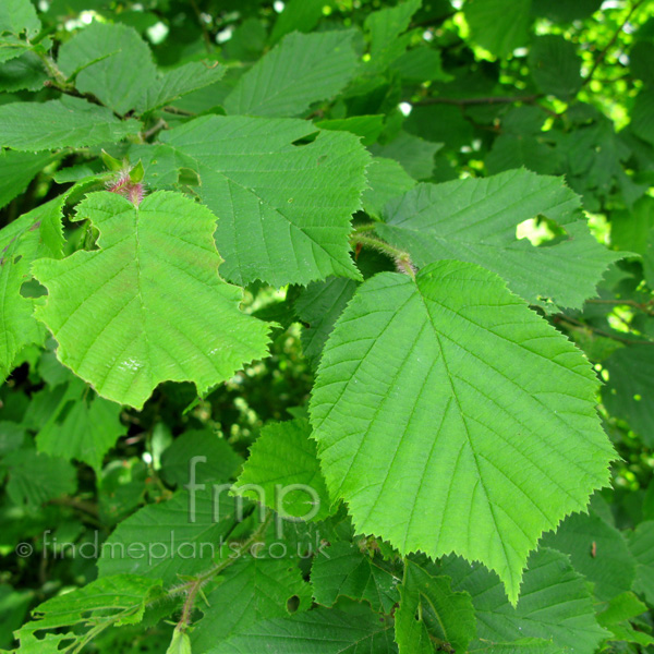 Big Photo of Corylus Avellana, Leaf Close-up