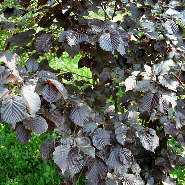 Big Photo of Corylus Avellana