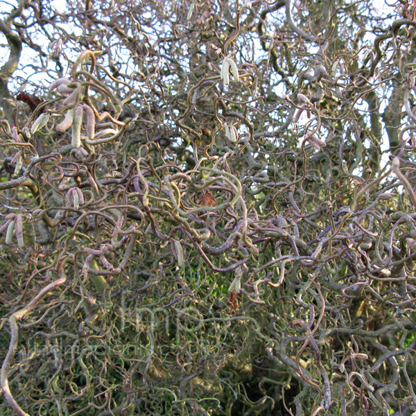 Big Photo of Corylus Avellana