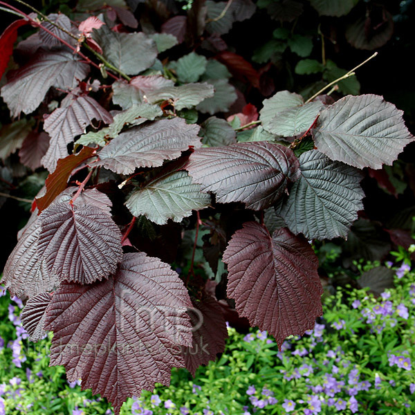 Big Photo of Corylus Avellana