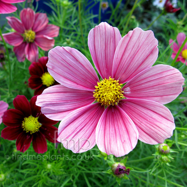 Big Photo of Cosmos Bipinnatus, Flower Close-up