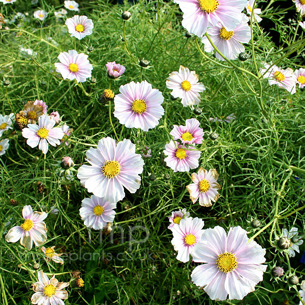 Big Photo of Cosmos Bipinnatus