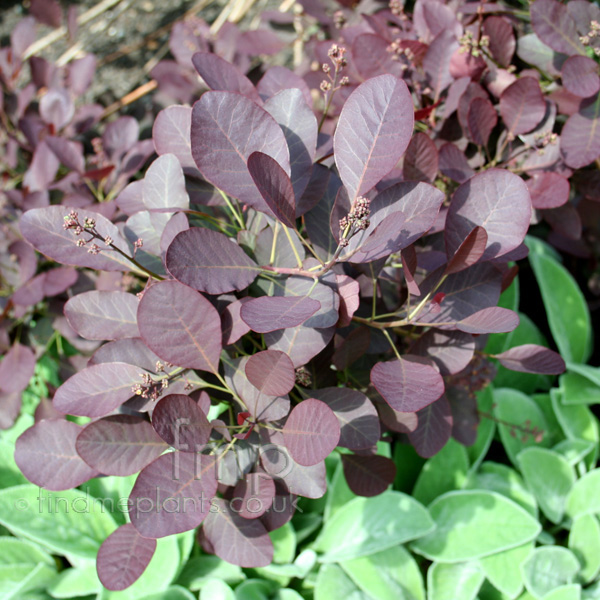 Big Photo of Cotinus Coggygria, Leaf Close-up