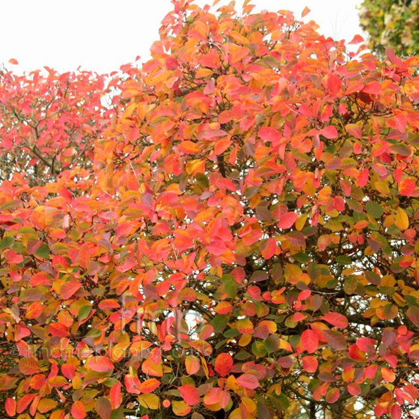 Big Photo of Cotinus Coggygria