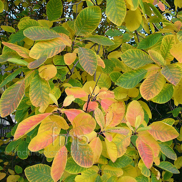 Big Photo of Cotinus Obovatus